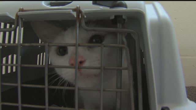 Rescue cats from Bahamas to be available for adoption soon